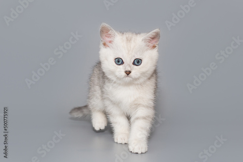 Small Scottish kitten © Okssi