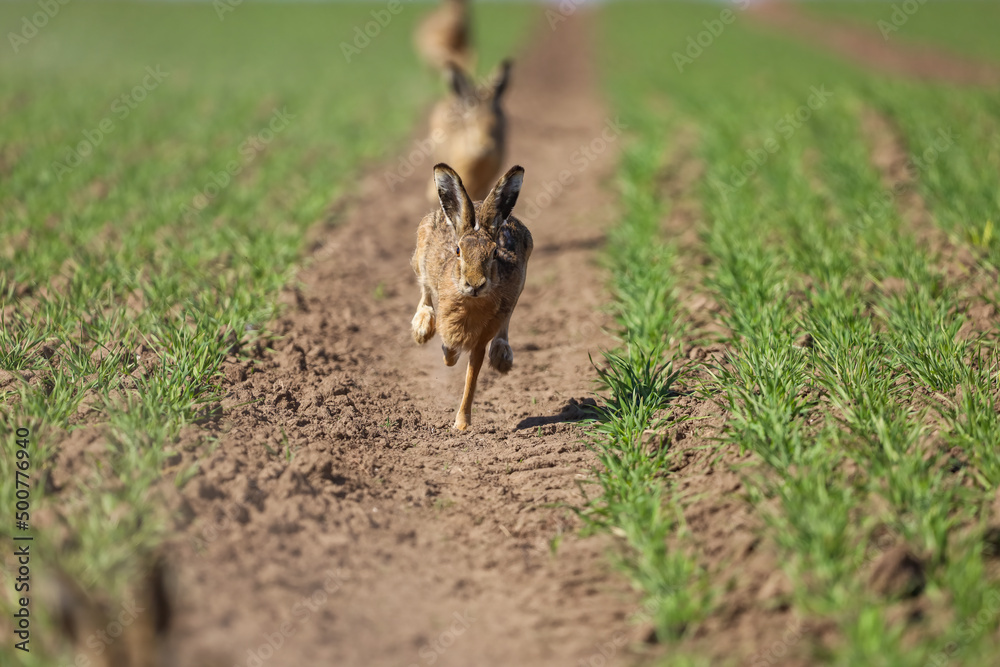 brown hare, lepus europaeus on green grassland,european wild animal in the nature habitat brown hare, lepus europaeus on green grassland,european wild animal in the nature habitat