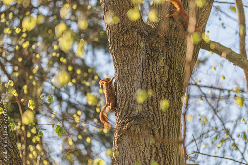 squirrel climbing on a tree 
