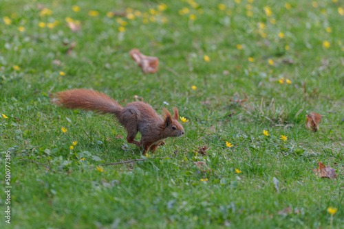 squirrel in the grass © Wojciech Zieliński 