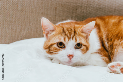 Close-up portrait of a cute ginger cat on the bed