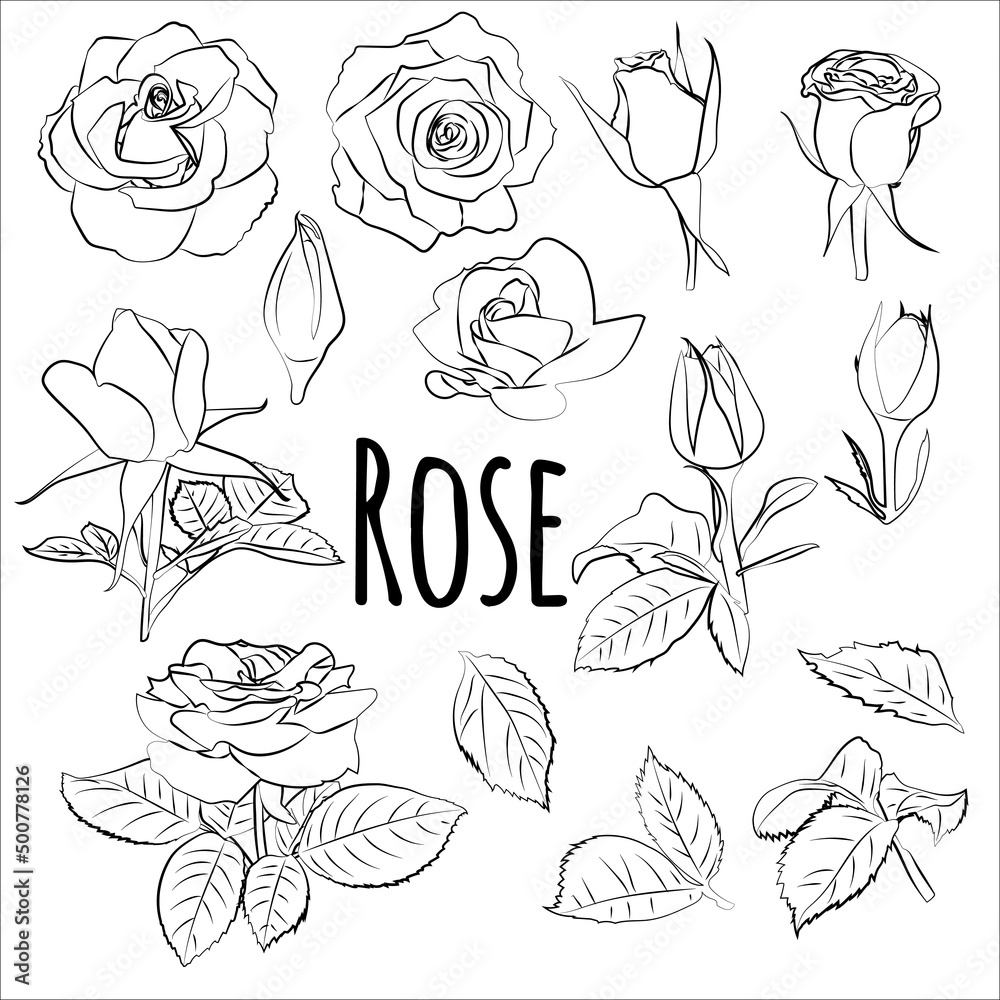 Black and white roses flowers set, vector sketch illustration. Hand drawn nature and floral design elements on white background. Black and white roses flowers set, vector sketch illustration. Hand drawn nature and floral design elements on white background.