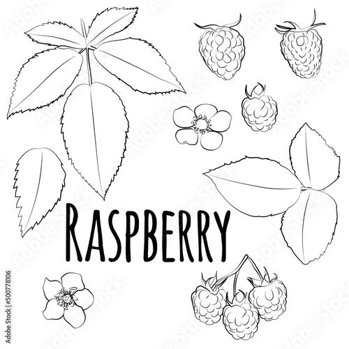 A black and white set of raspberries, leaves and flowers. Vector graphics
