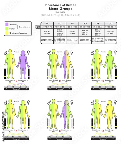 Inheritance of Human Blood Group B Infographic Diagram example alleles BO parent probabilities offspring type percentage heredity genetic science education gene biology medical medicine vector