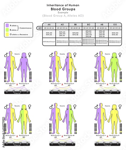 Inheritance of Human Blood Group A Infographic Diagram example alleles AO parent probabilities offspring type percentage heredity genetic science education gene biology medical medicine vector