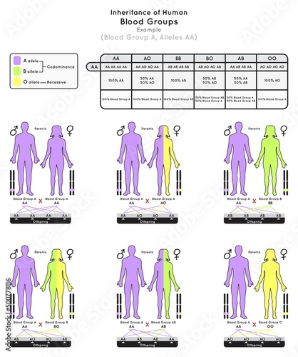 Inheritance of Human Blood Group A Infographic Diagram example alleles AA parent probabilities offspring type percentage heredity genetic science education gene biology medical medicine vector