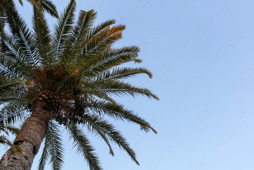 Palm top leaves over the blue sky