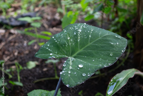 rain drops on a taro leaf