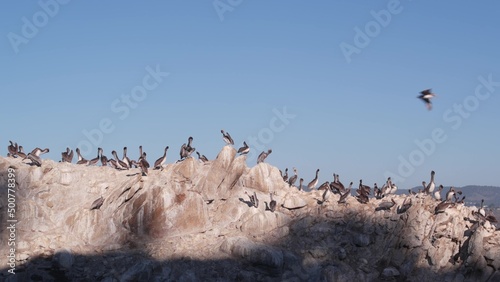 Flock of brown pelicans on cliff, rocky island and blue sky, Point Lobos natural reserve, Monterey wildlife, California coast, USA. Group of big birds preening. Many pelecanus, wild animals colony. © Dogora Sun