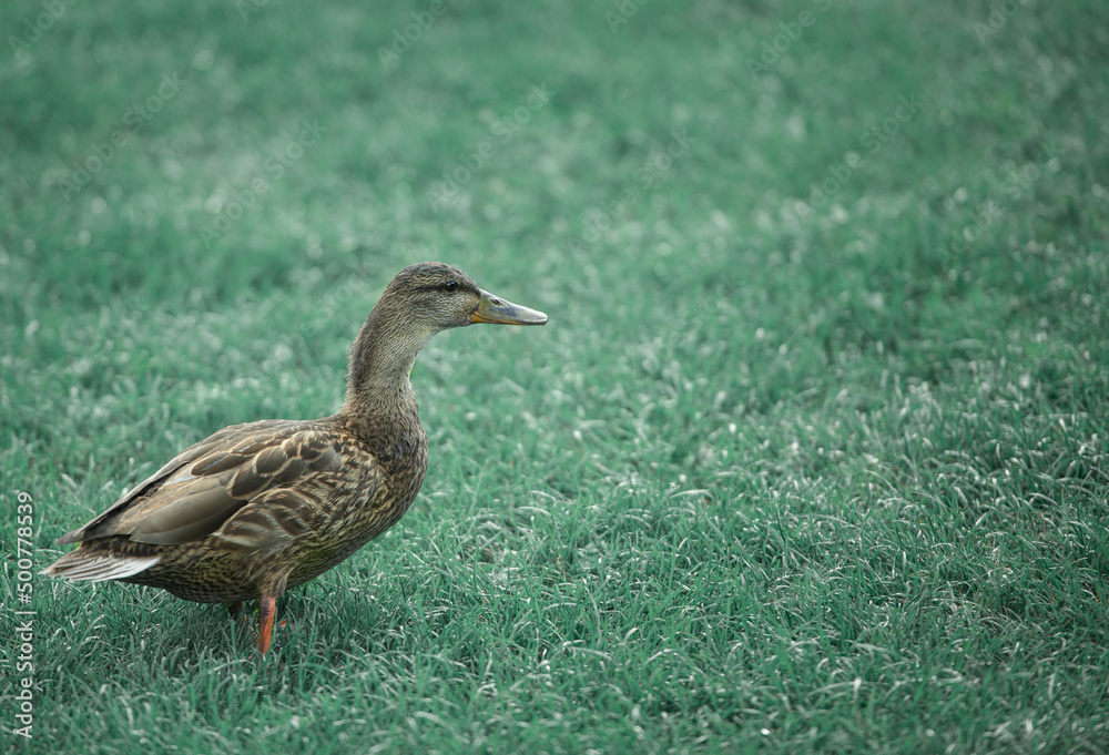 Wild duck on grass filed Wild duck on grass filed