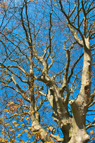 Monumental red beech tree (Fagus sylvatica Atropunicea) against a blue sky in early spring.
