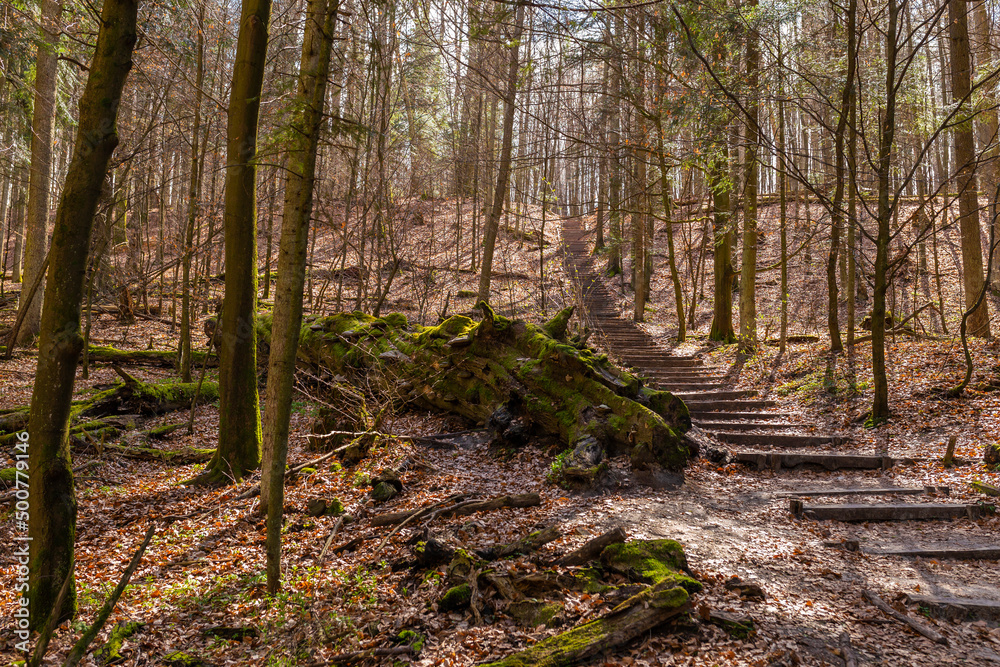 Path through Beech Mountain Reserve - in polish Bukowa Gora - in Zwierzyniec, Roztochia region in Poland. Path through Beech Mountain Reserve - in polish Bukowa Gora - in Zwierzyniec, Roztochia region in Poland.