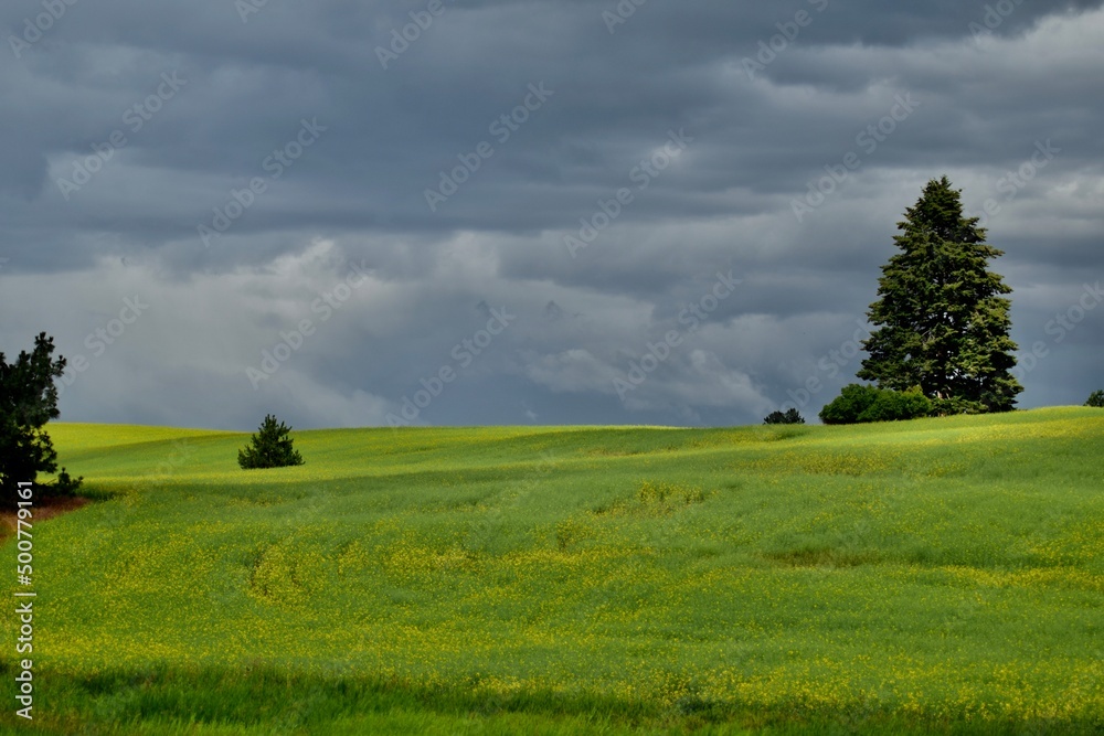 stormy field