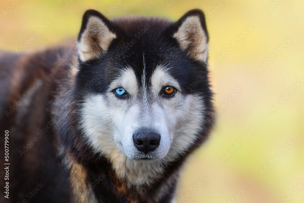 Beautiful Siberian Husky dog with blue and brown eyes on a background of blurry grass