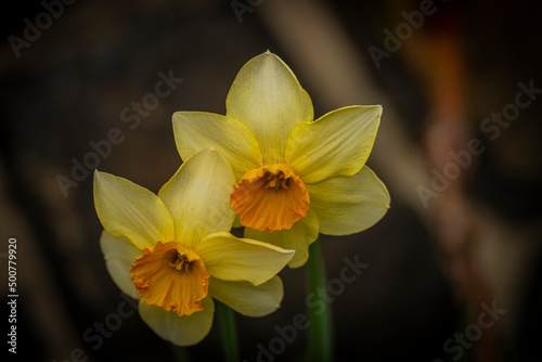 Narcissus flower with color bloom in spring sunny morning