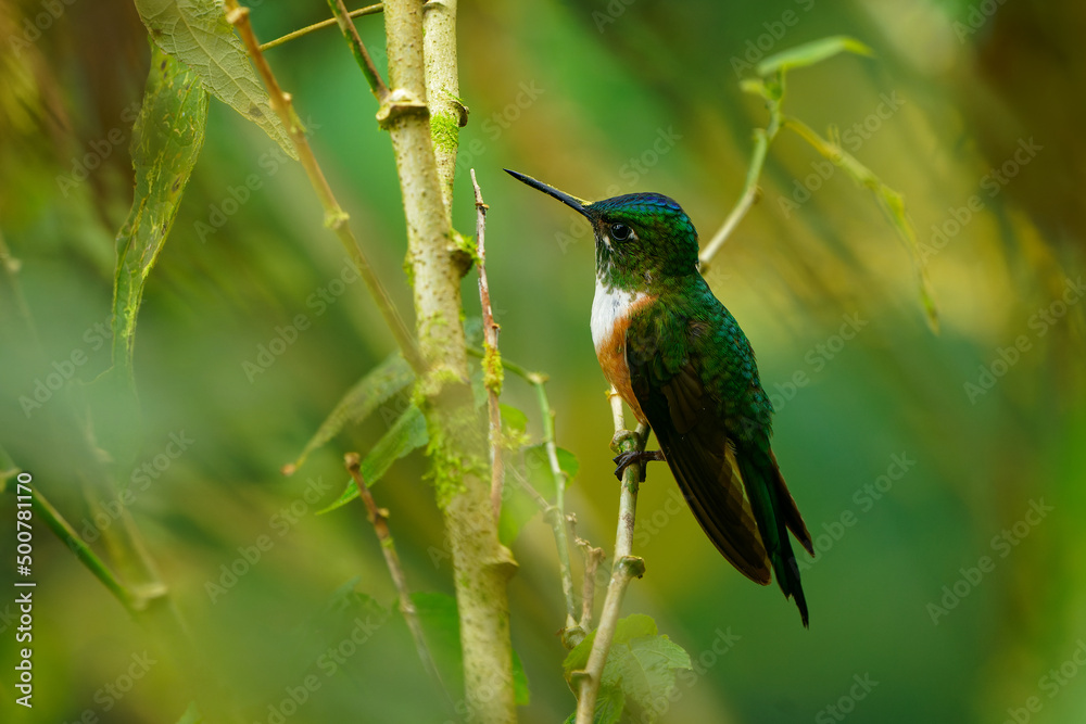 Violet-tailed Sylph - Aglaiocercus coelestis species of bird hummingbird in the coquettes, tribe Lesbiini of subfamily Lesbiinae, found in Colombia and Ecuador, very long blue color tail