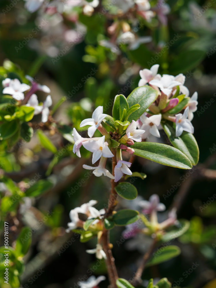 Fototapeta premium (Daphne tangutica) Daphné du Tibet ou daphné rare aux fleurs blanches étoilées nuancées de violet très parfumées dans un feuillage vert foncé
