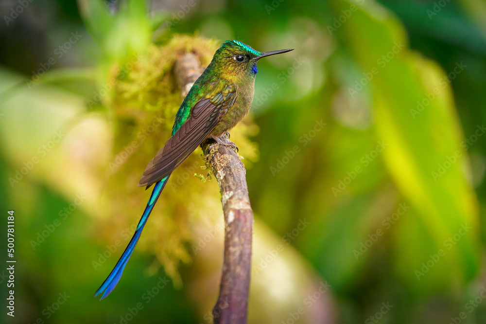 Obraz premium Violet-tailed Sylph - Aglaiocercus coelestis species of bird hummingbird in the coquettes, tribe Lesbiini of subfamily Lesbiinae, found in Colombia and Ecuador, very long blue color tail