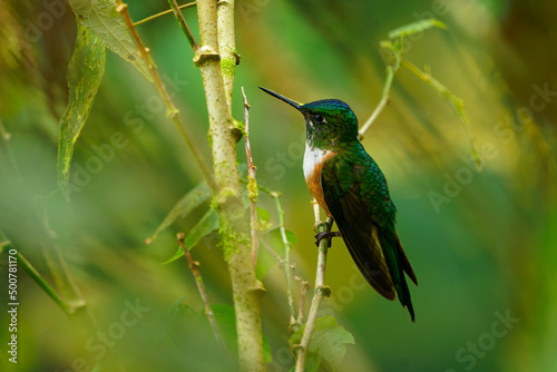 Violet-tailed Sylph - Aglaiocercus coelestis species of bird hummingbird in the coquettes, tribe Lesbiini of subfamily Lesbiinae, found in Colombia and Ecuador, very long blue color tail photo