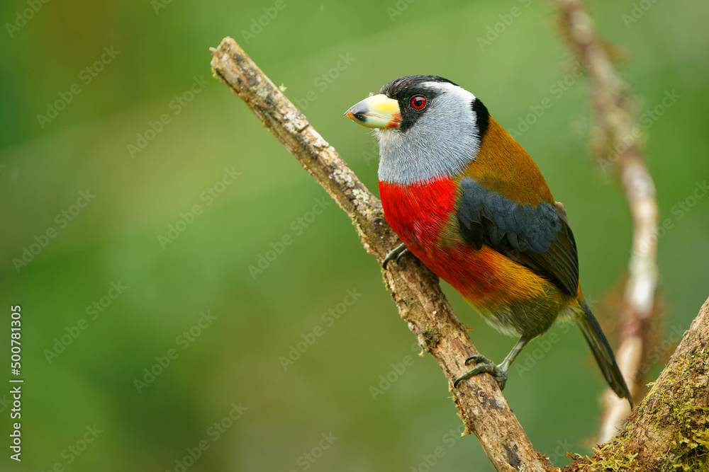 Toucan Barbet - Semnornis ramphastinus bird native to Ecuador and Colombia, Semnornithidae, closely related to the toucans, robust yellow bill, black head with grey throat and nape, red breast belly