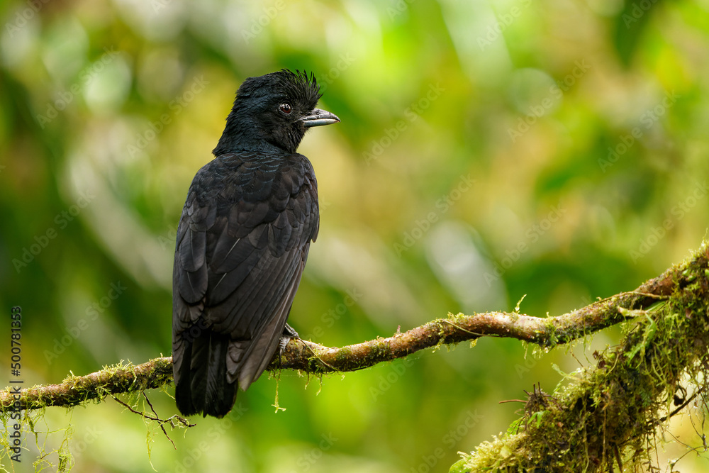 Long-wattled Umbrellabird - Cephalopterus penduliger, Cotingidae, Spanish names include pajaro bolson, pajaro toro, dungali and vaca del monte, rare black bird, resides in humid wet forest Long-wattled Umbrellabird - Cephalopterus penduliger, Cotingidae, Spanish names include pajaro bolson, pajaro toro, dungali and vaca del monte, rare black bird, resides in humid wet forest