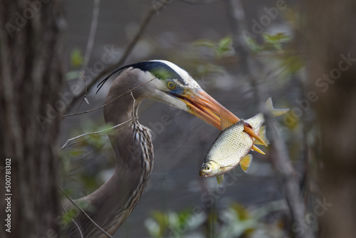 Great blue heron with fish