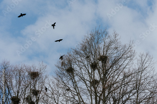 Crows of Corvus frugilegus with nests in trees at a park of Lena, Toten, Norway.
