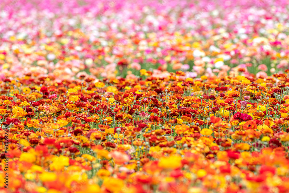 Field of ranunculus flowers