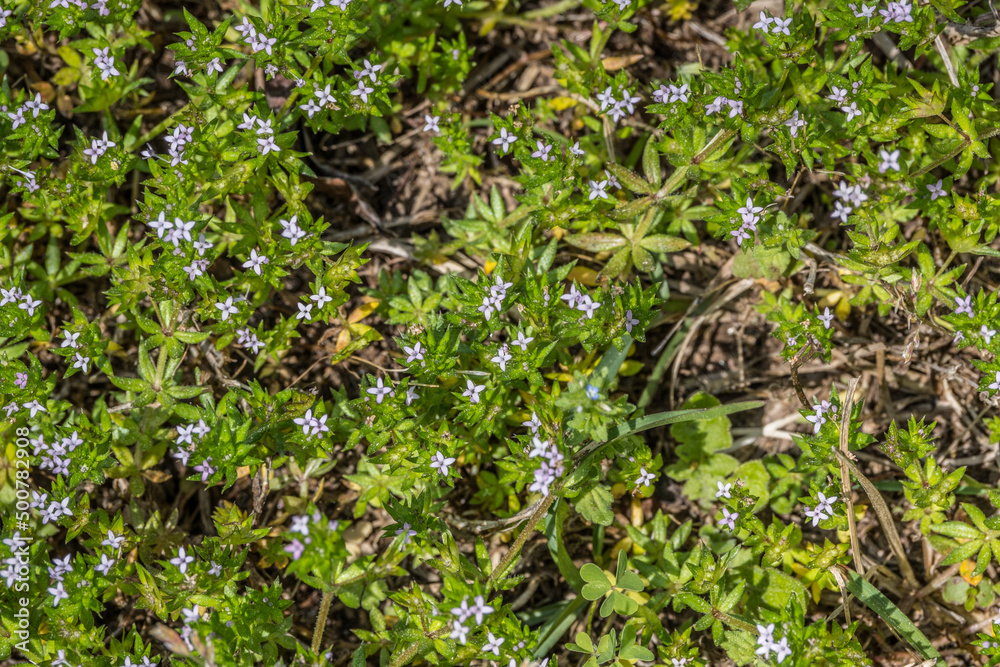 Field madder or spurwort on the ground Field madder or spurwort on the ground