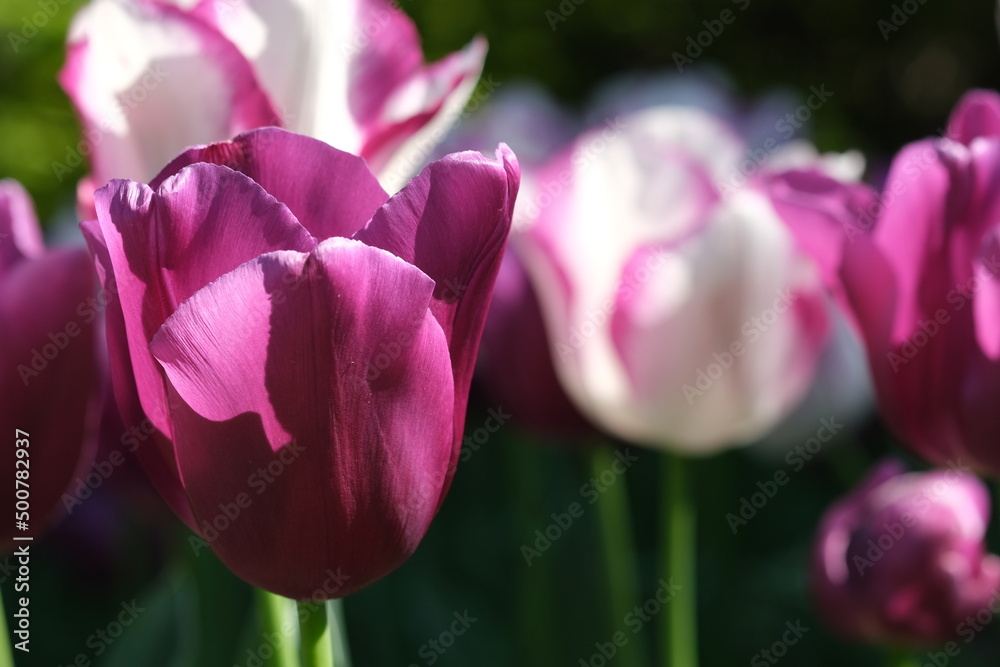 White and purple tulip close up, selective focus. Field of many blooming white, and purple tulips showing green stems. Tulips against the day sun light. White and purple tulip close up, selective focus. Field of many blooming white, and purple tulips showing green stems. Tulips against the day sun light.