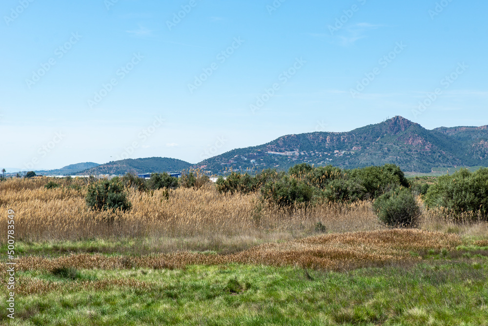 thickets of reeds against the backdrop of a mountain landscape