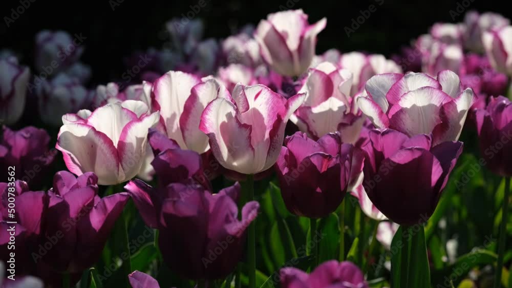 White and purple tulip close up, selective focus. Field of many blooming white, and purple tulips showing green stems. Tulips against the day sun light. White and purple tulip close up, selective focus. Field of many blooming white, and purple tulips showing green stems. Tulips against the day sun light.