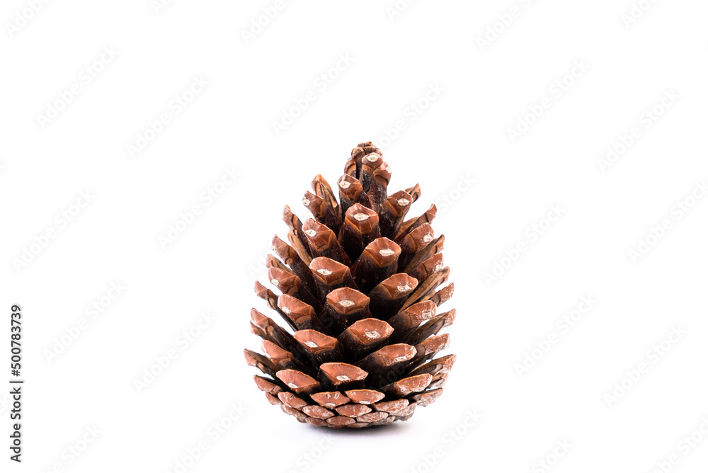 eco pine cone isolate on white background eco pine cone isolate on white background