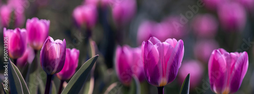 Panorama field of red tulip flowers.