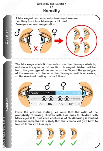 Question and Solution on Heredity Infographic diagram probability of black eye man when married blue eye women to have four child blue color eyed gamete genetic science education gene biology vector