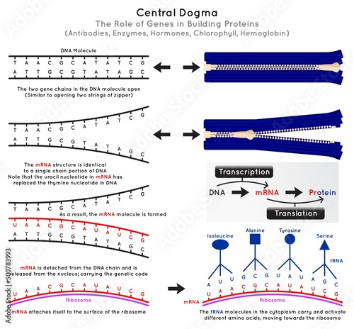 Central Dogma Molecular Biology Infographic Diagram rule gene building protein DNA molecule mRNA genetic code surface ribosome tRNA transcription translation process omics science education vector photo