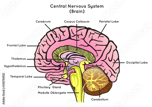 Human Brain Anatomy Sagittal Section Infographic Diagram structure part central nervous system lobes cerebrum cerebellum thalamus pituitary gland neurology biology physiology science education vector photo