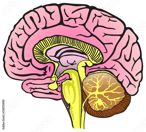 Human Brain Anatomy Sagittal Section Infographic Diagram structure part central nervous system lobes cerebrum cerebellum thalamus pituitary gland neurology biology physiology science education vector