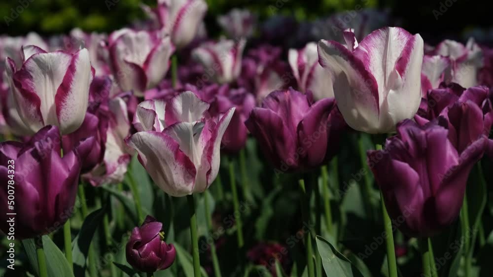 White and purple tulip close up, selective focus. Field of many blooming white, and purple tulips showing green stems. Tulips against the day sun light. White and purple tulip close up, selective focus. Field of many blooming white, and purple tulips showing green stems. Tulips against the day sun light.