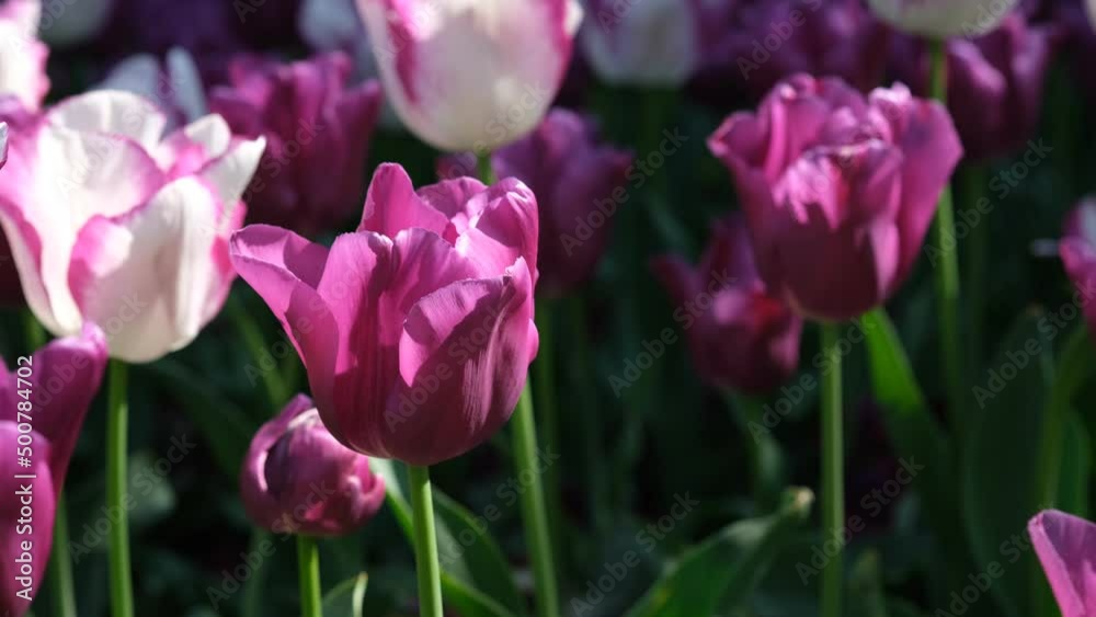 White and purple tulip close up, selective focus. Field of many blooming white, and purple tulips showing green stems. Tulips against the day sun light. White and purple tulip close up, selective focus. Field of many blooming white, and purple tulips showing green stems. Tulips against the day sun light.