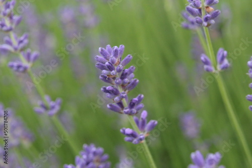 flowers blooming lavender lilac purple color close-up. Growing Medicinal Lavender Plants Lavender Oil