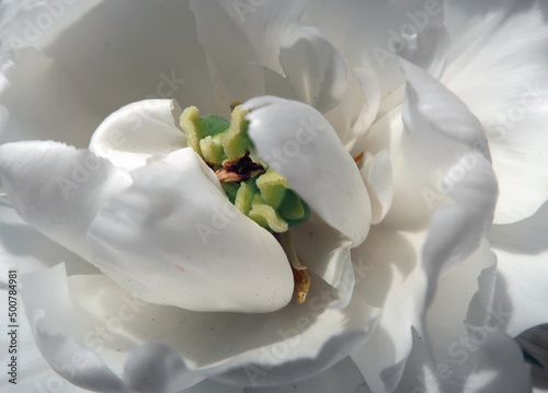 weiße Tulpen - white tulips