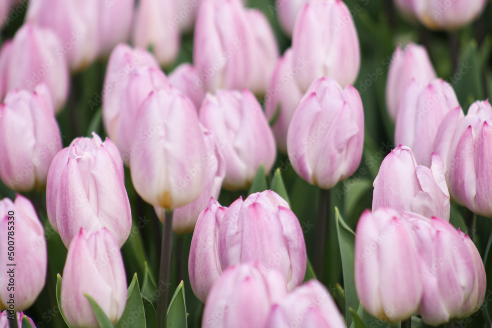 Fototapeta premium Pink tulips in the garden, close up