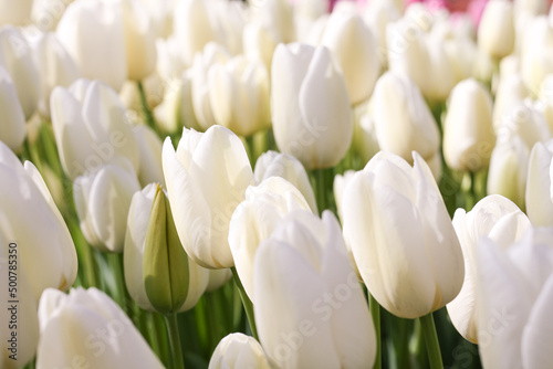 Close up of white tulips