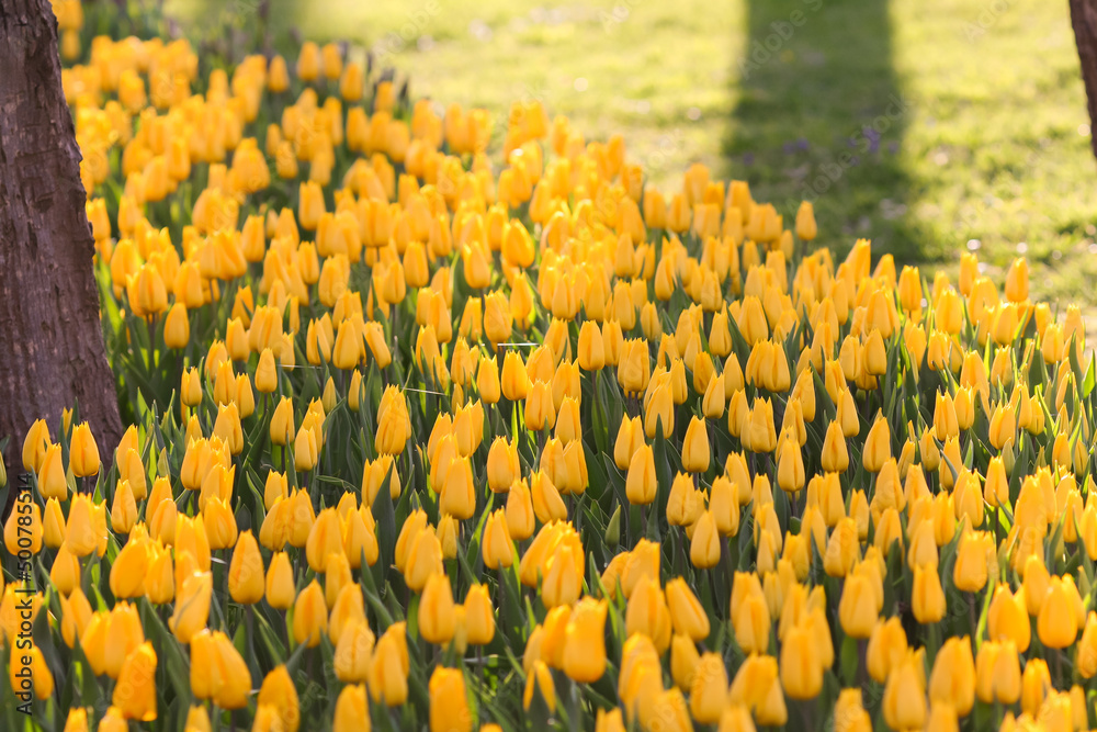 Field of yellow tulips