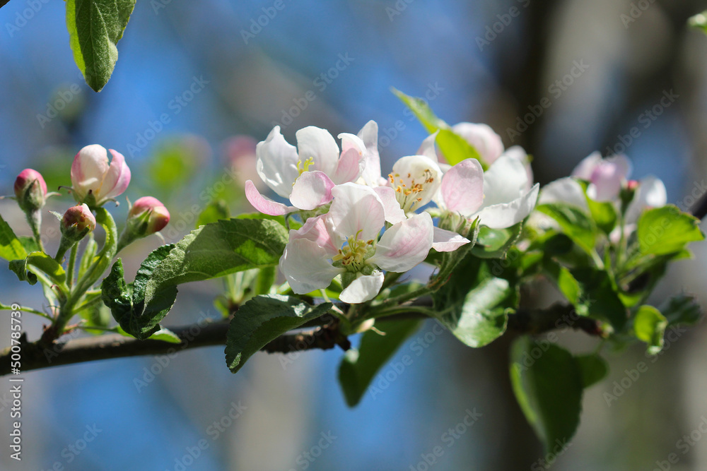 Obraz premium branche de pommier en fleur et bourgeon