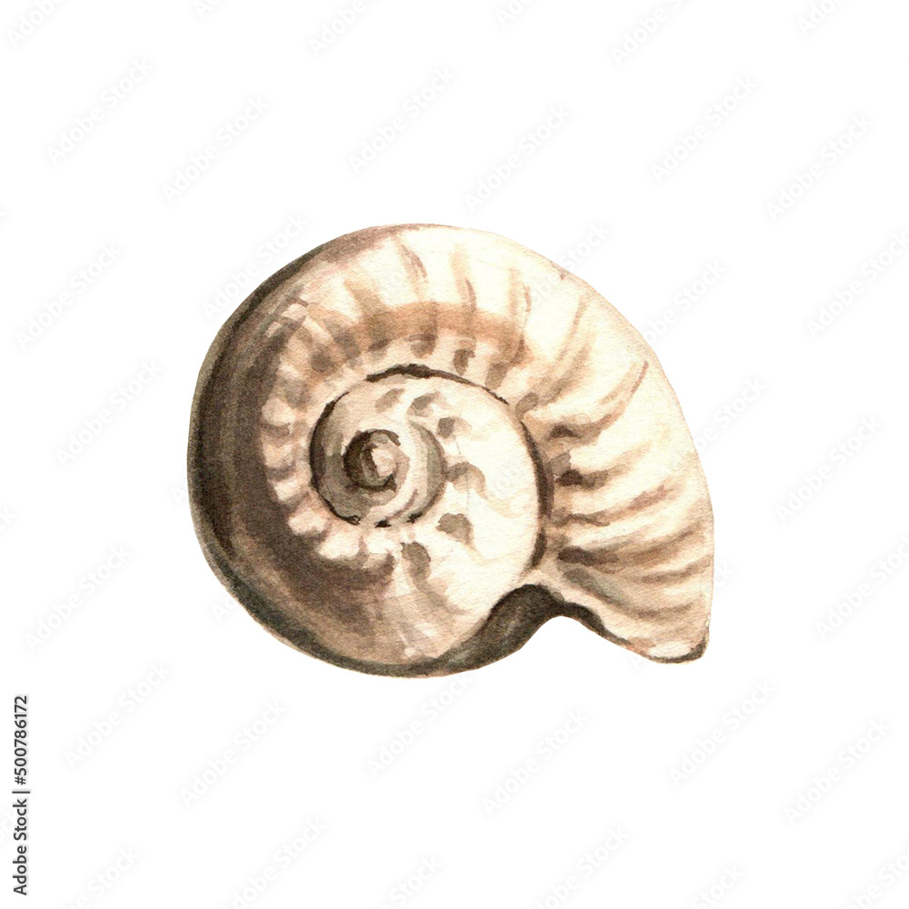 Sea shell. Underwater life object isolated on white background. Hand drawn watercolor illustration. Clip art. Can be used for posters, textile souvenirs, labels, websites, postcards, stickers, flyers Sea shell. Underwater life object isolated on white background. Hand drawn watercolor illustration. Clip art. Can be used for posters, textile souvenirs, labels, websites, postcards, stickers, flyers