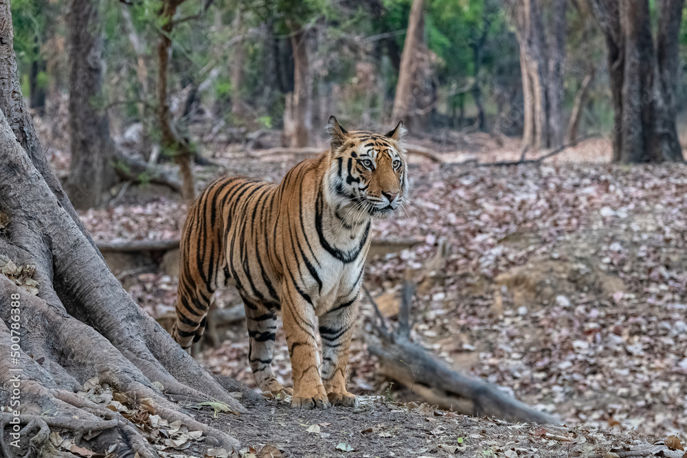 Fototapeta premium A wild tiger standing in the forest in India.