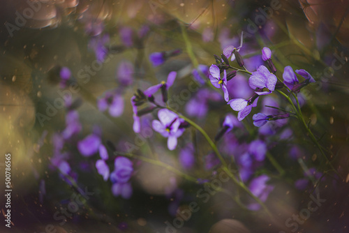 little delicate purple spring flower in the meadow close-up