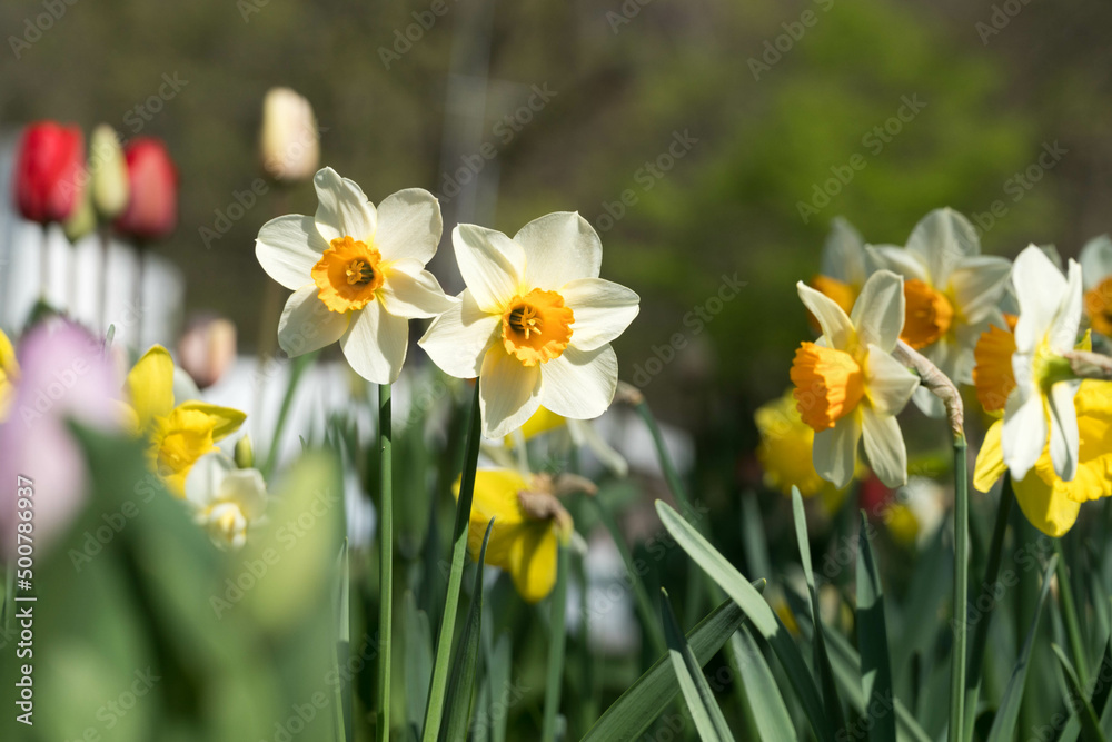 Daffodils in springtime in Germany on a flower meadow Daffodils in springtime in Germany on a flower meadow